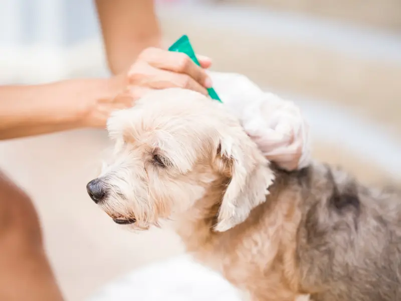 Flea infestation in a Vancouver home requiring professional treatment