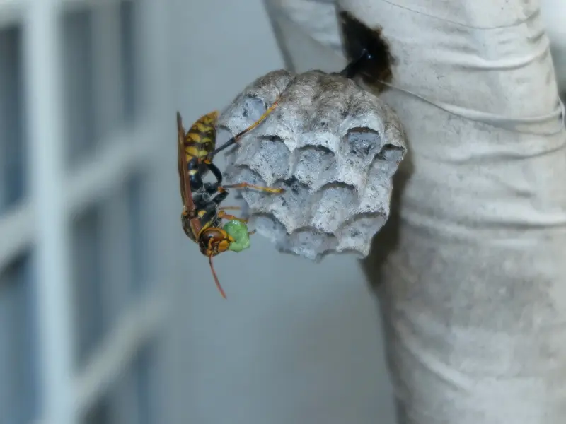 Wasp infestation requiring professional removal in Vancouver